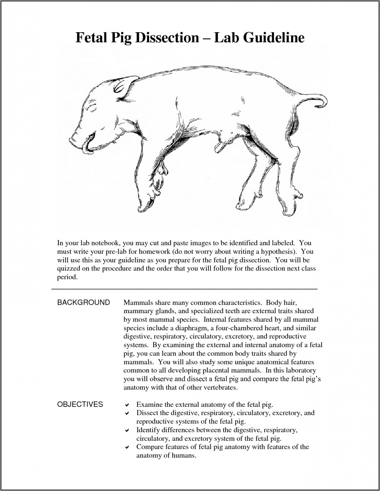 Fetal Pig Dissection Diagram Answers