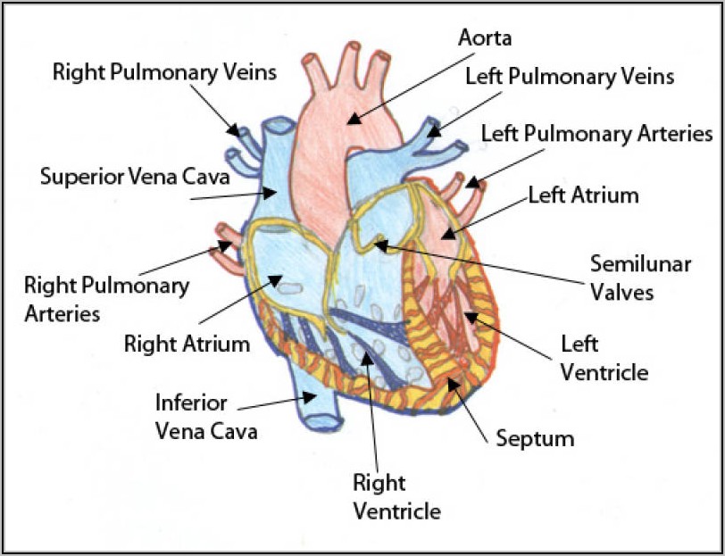 Fetal Pig Heart Diagram Labeled
