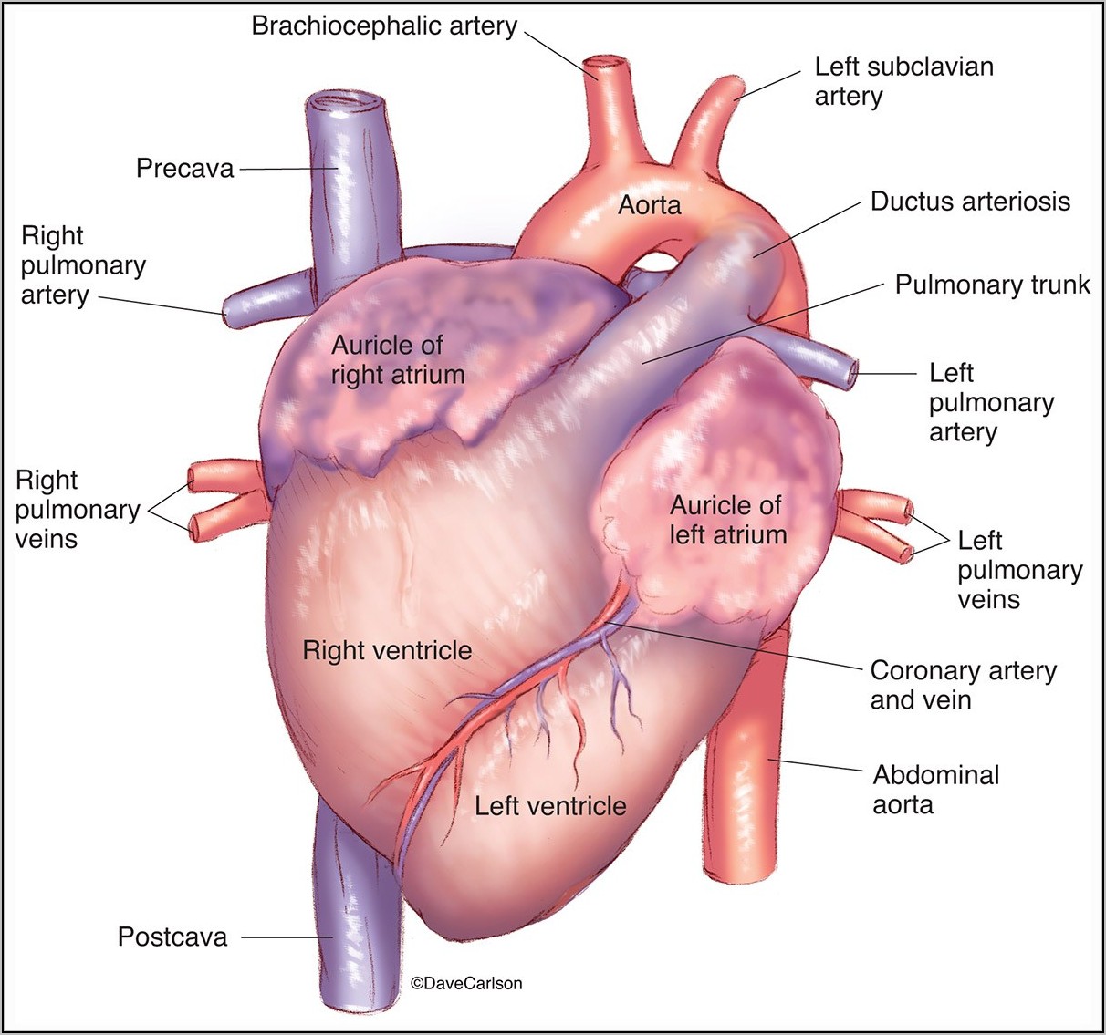 Fetal Pig Heart Diagram Ventral View