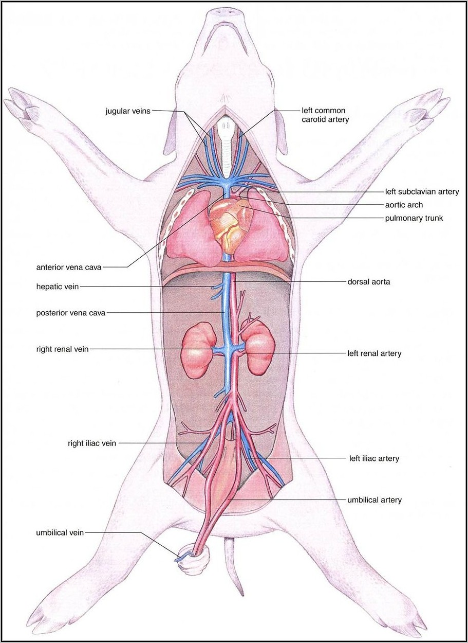 Fetal Pig Structure Diagram