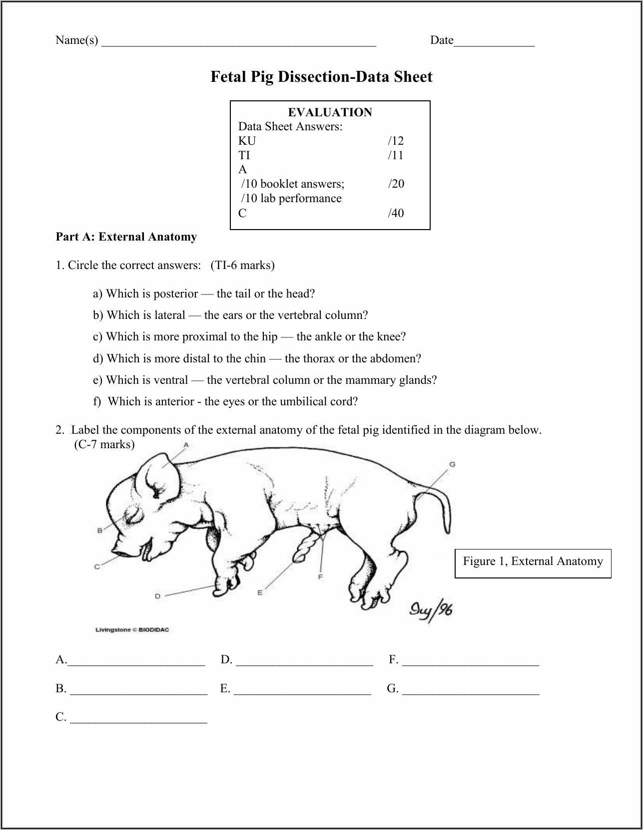 Fetal Pig Dissection Worksheet Answers