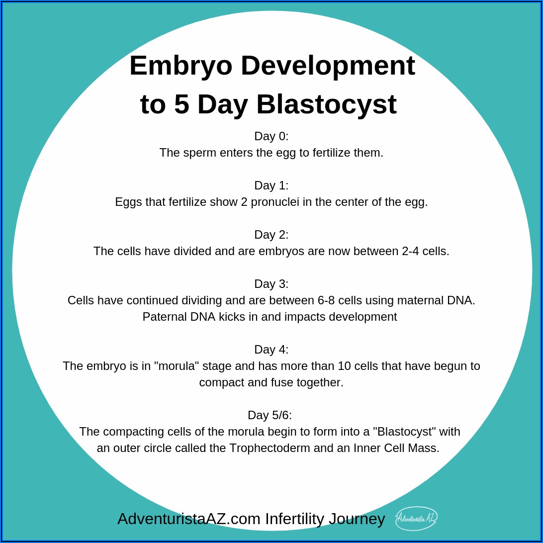 5 Day Blastocyst Implantation Symptoms
