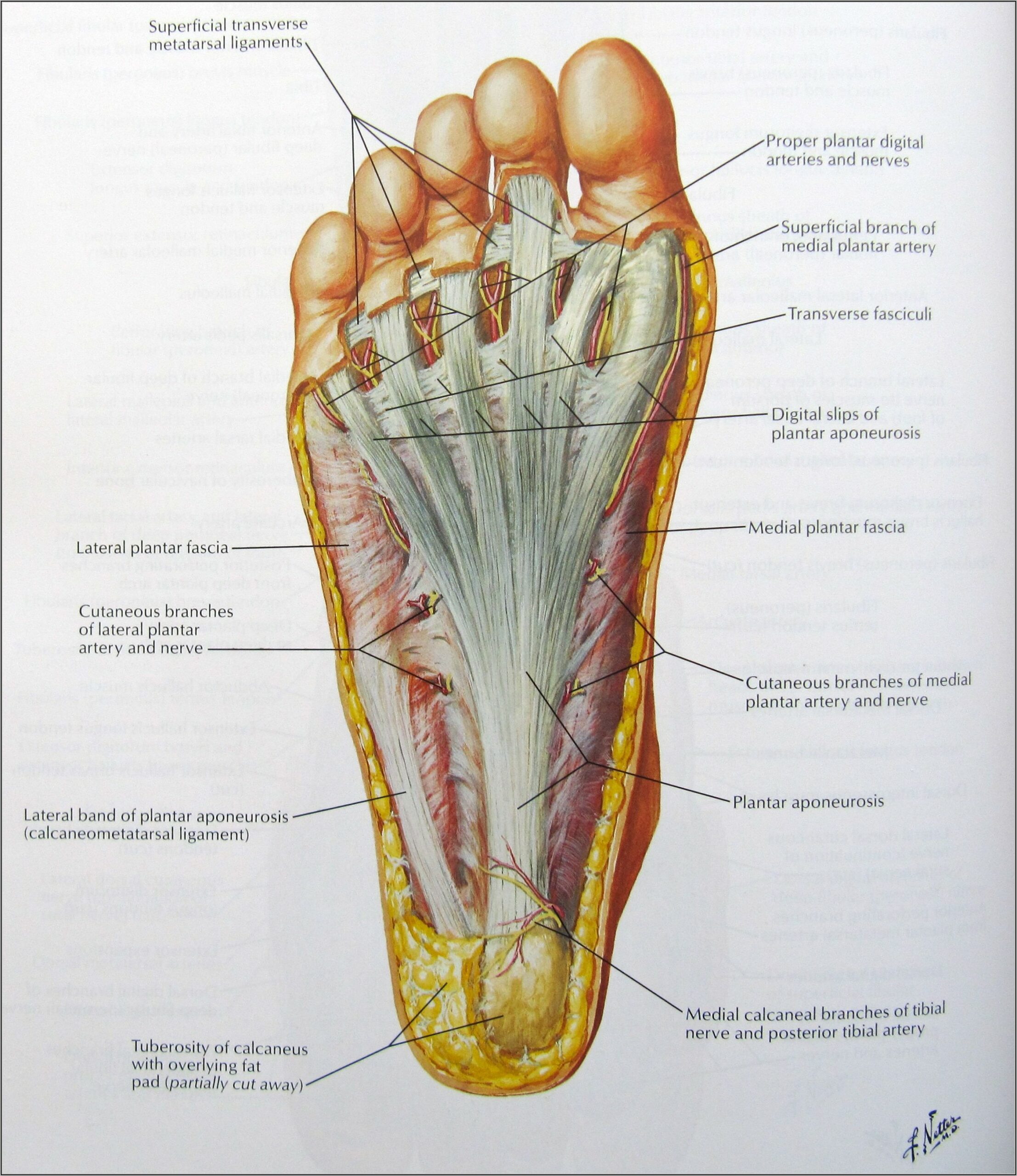 Bottom Of Foot Anatomy Diagram