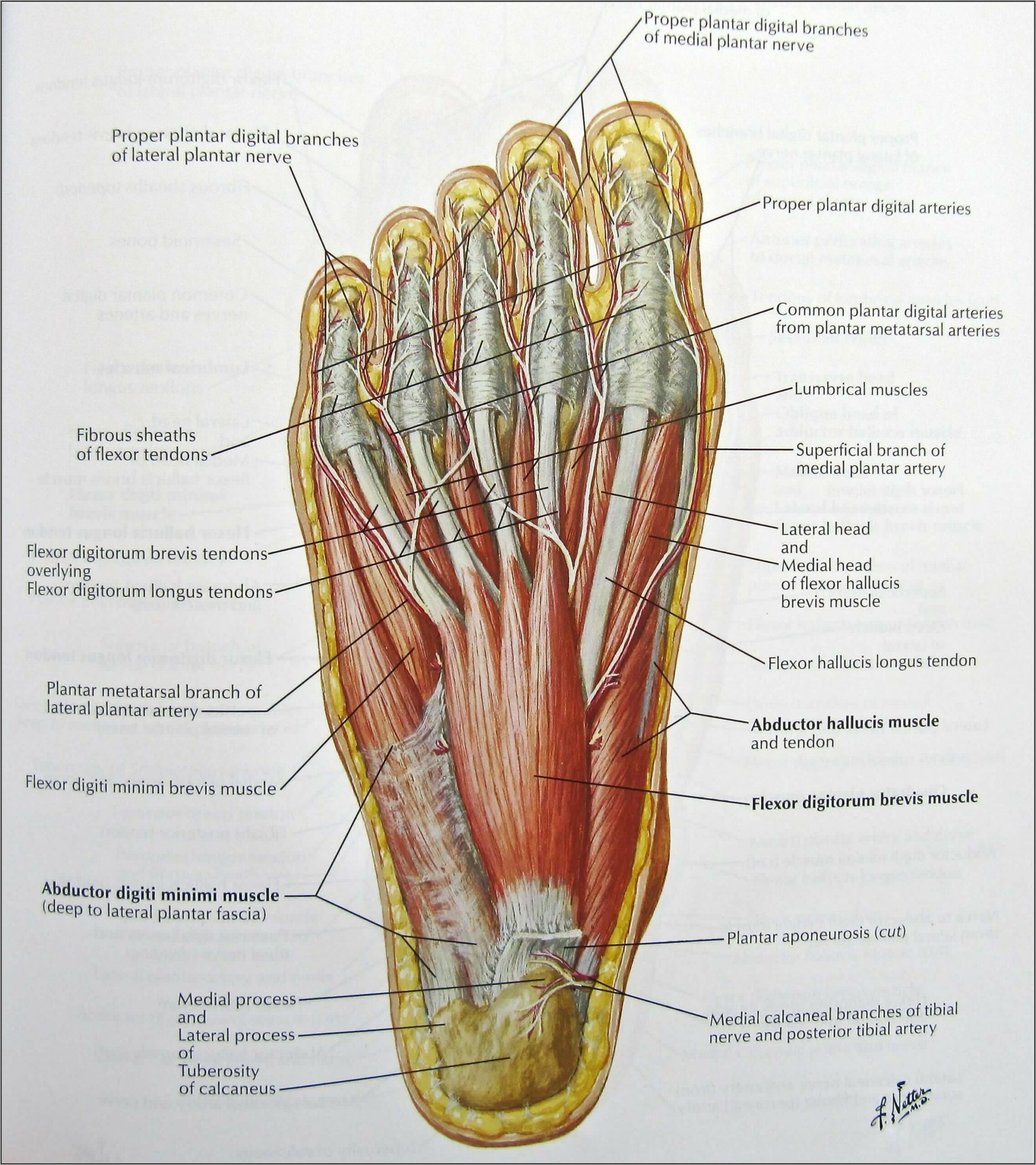 Bottom Of Foot Tendon Diagram