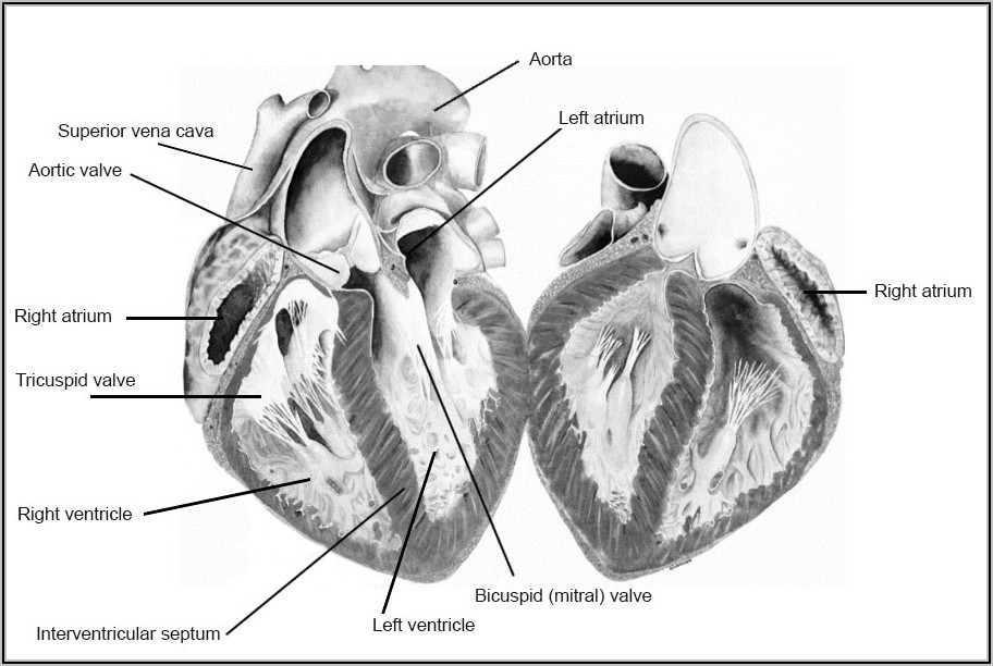 Pig Heart Dissection Diagram