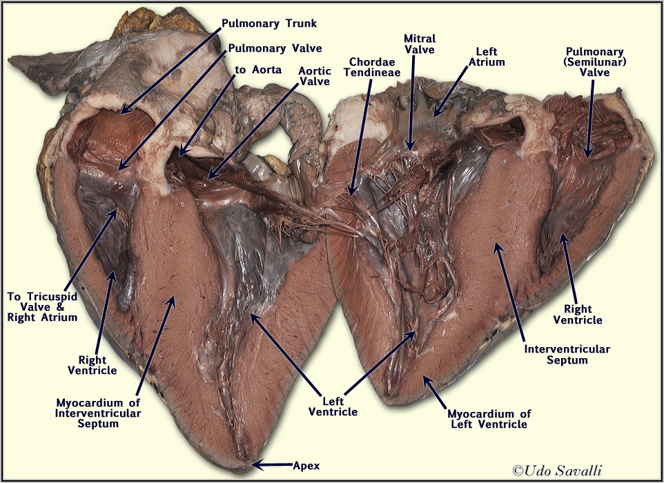 Pig Heart Dissection Labeled