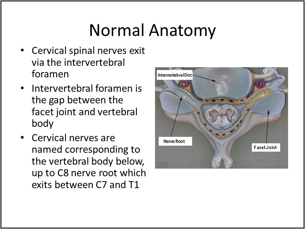 Cervical Spinal Nerves Anatomy