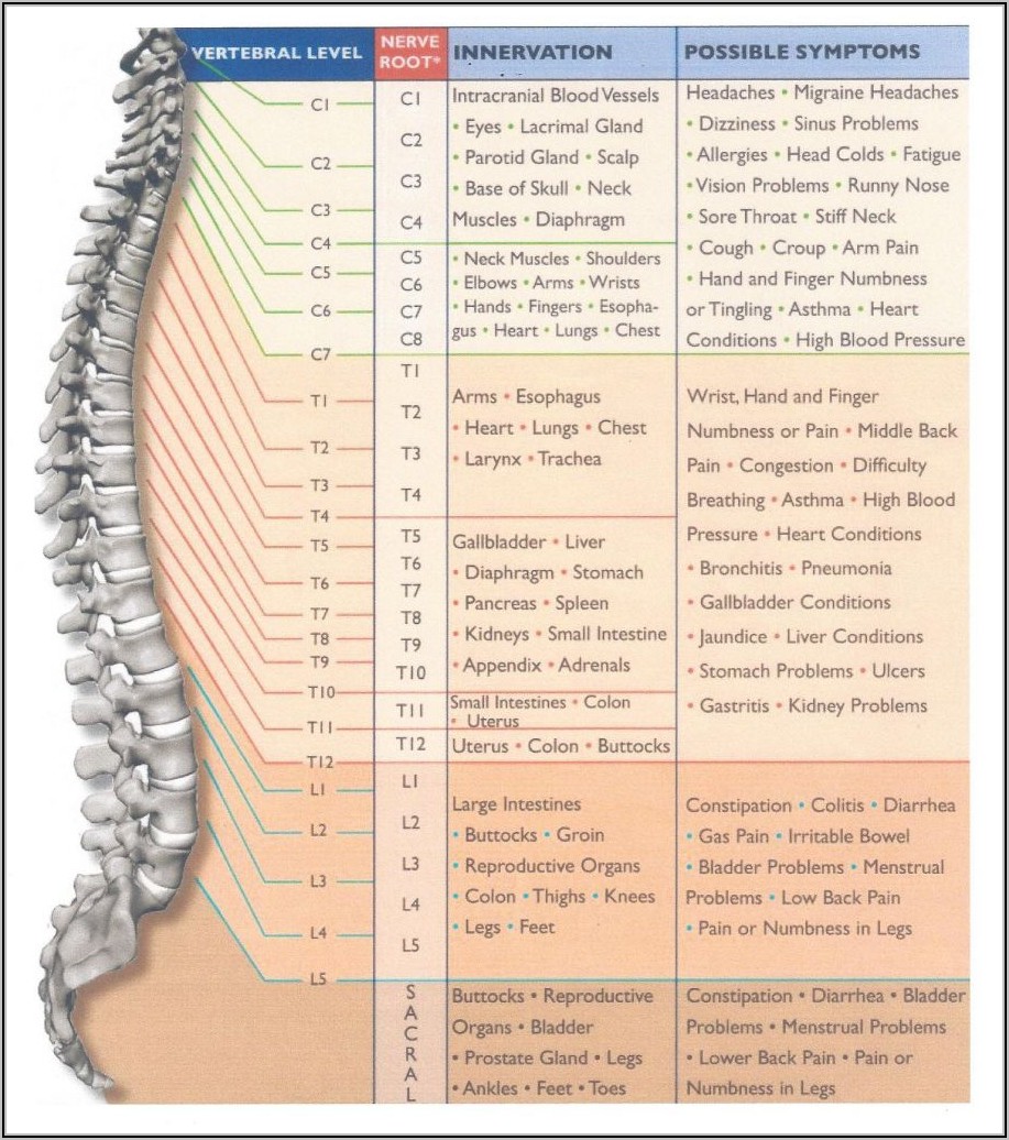 Cervical Spinal Nerves Diagram