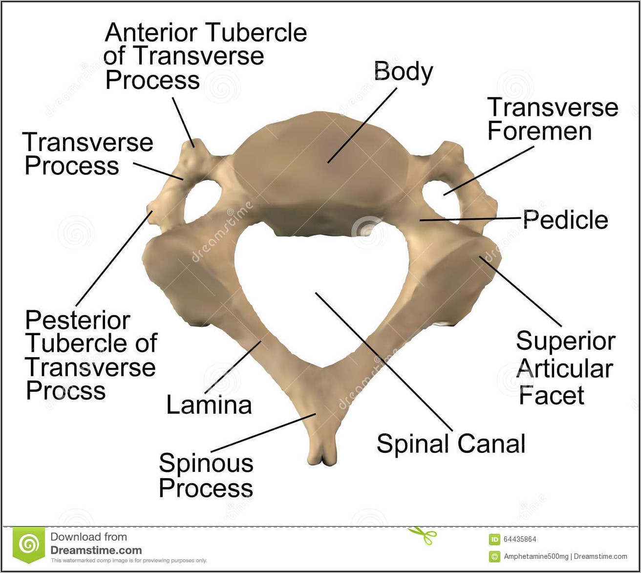 Cervical Spine Anatomy Diagram