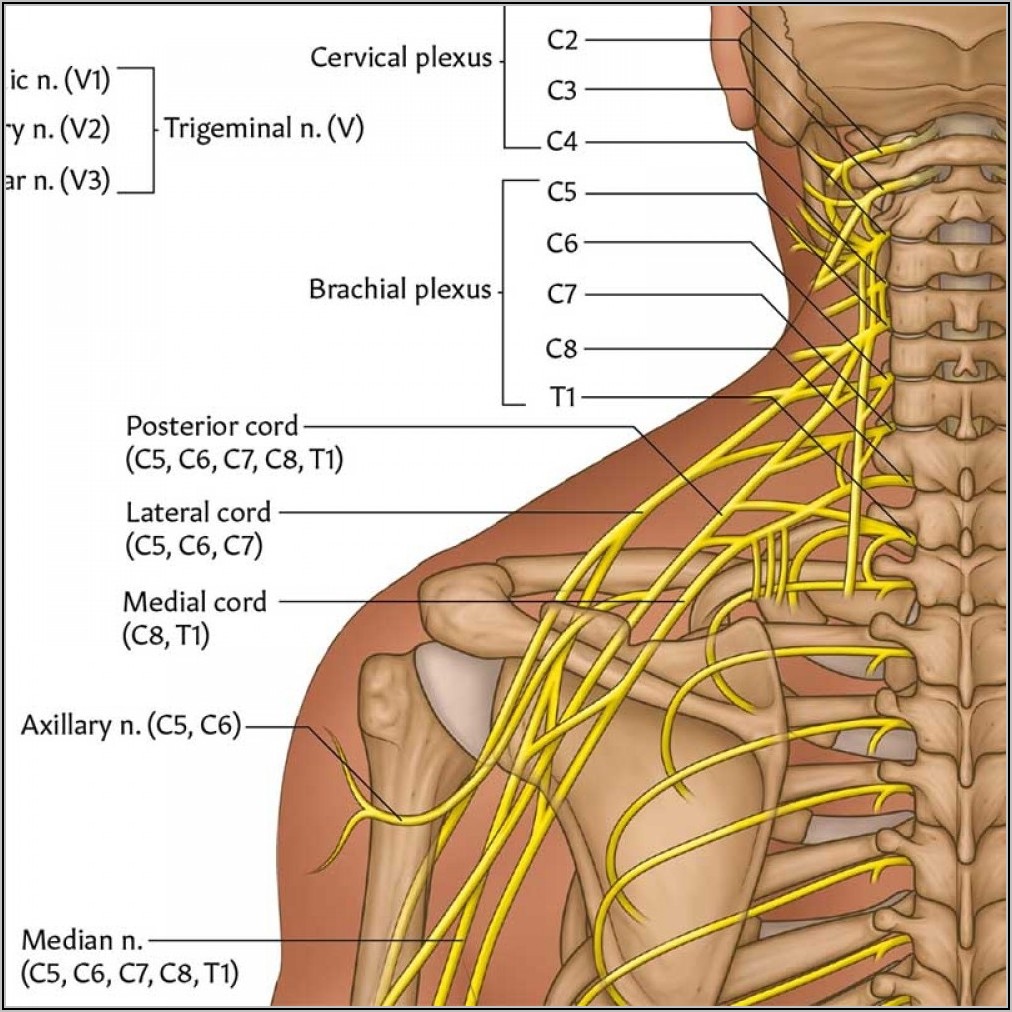 Cervical Spine Nerves Diagram