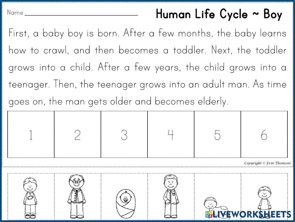 Human Life Cycle Worksheet Grade 1