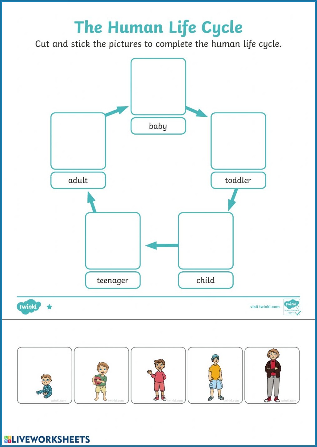 Human Life Cycle Worksheets For Kindergarten