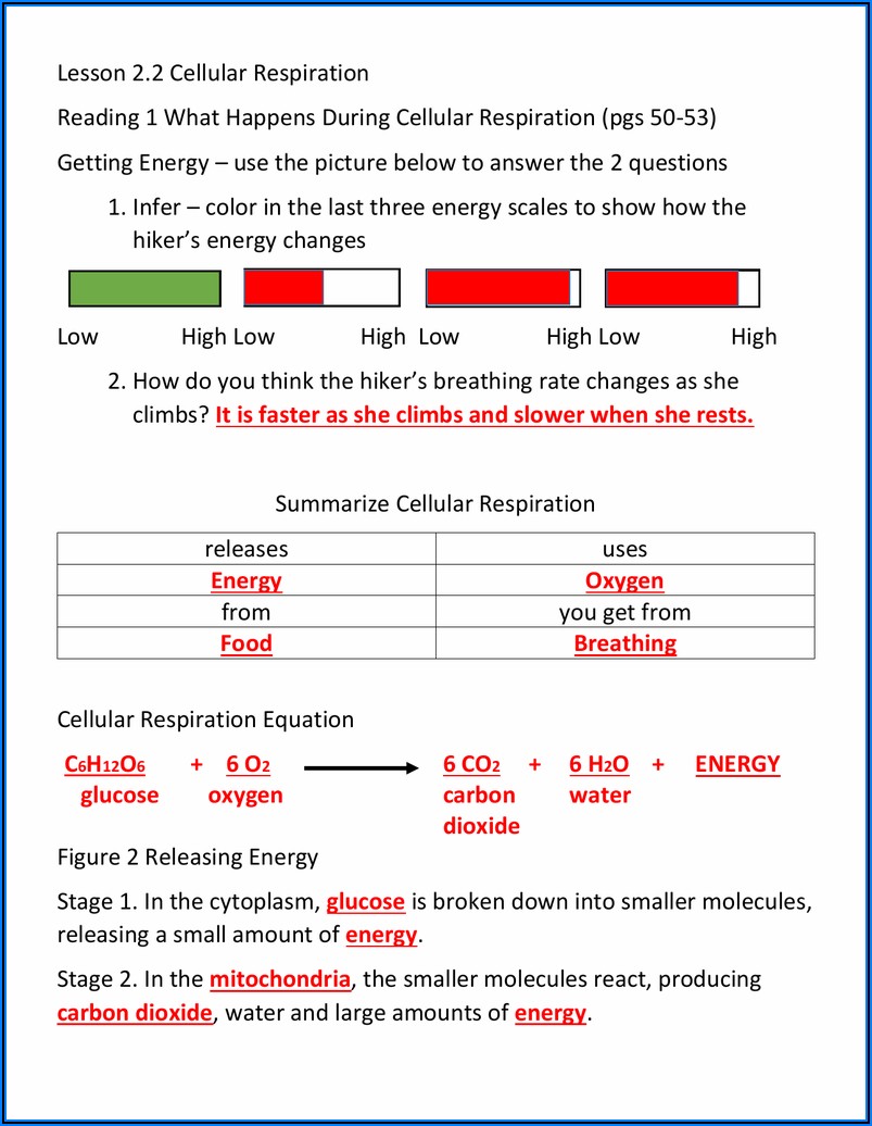 Cellular Respiration Reading Worksheet Answers